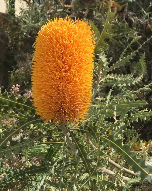 Banksia at Murdoch uni